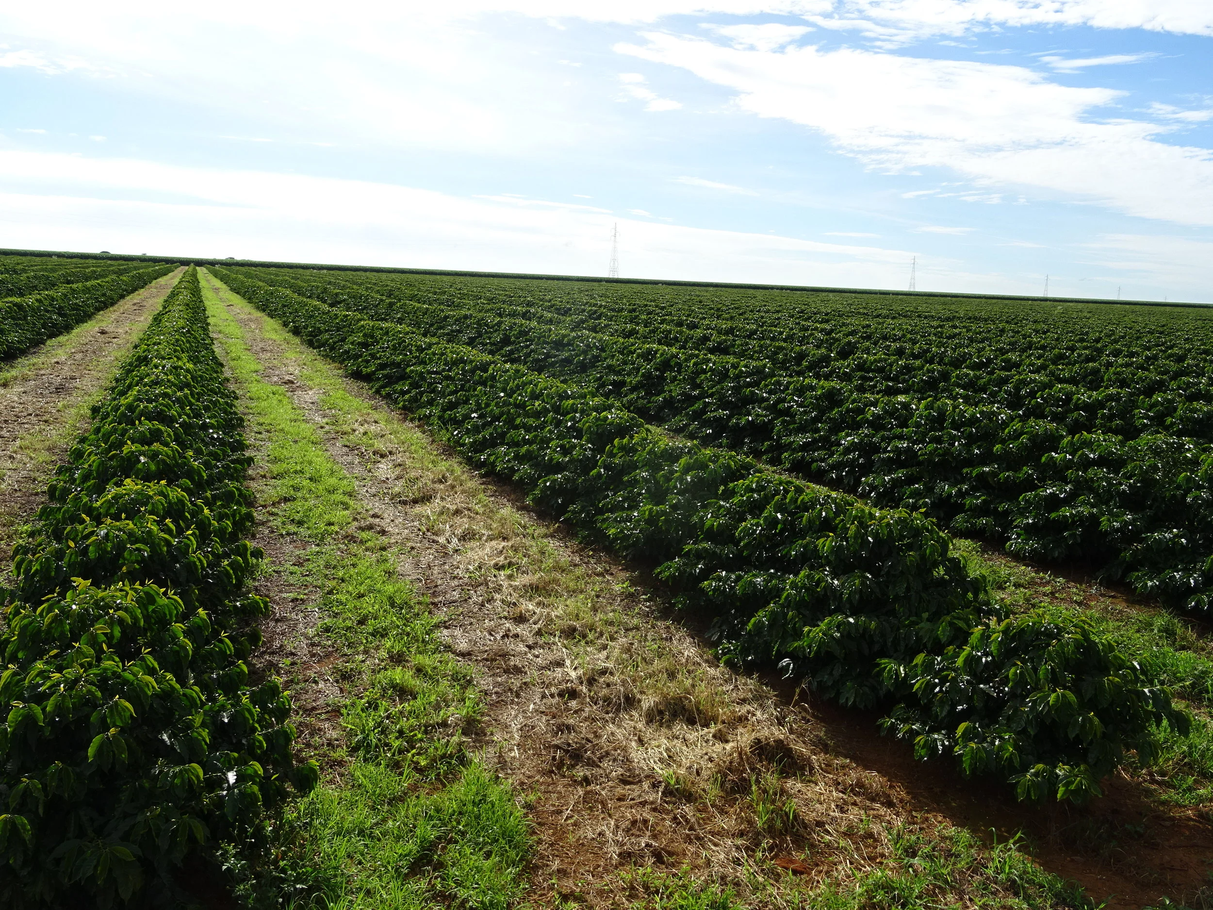 ESTRUCTURA PRODUCTIVA EN FINCA DE CAFÉ. 
