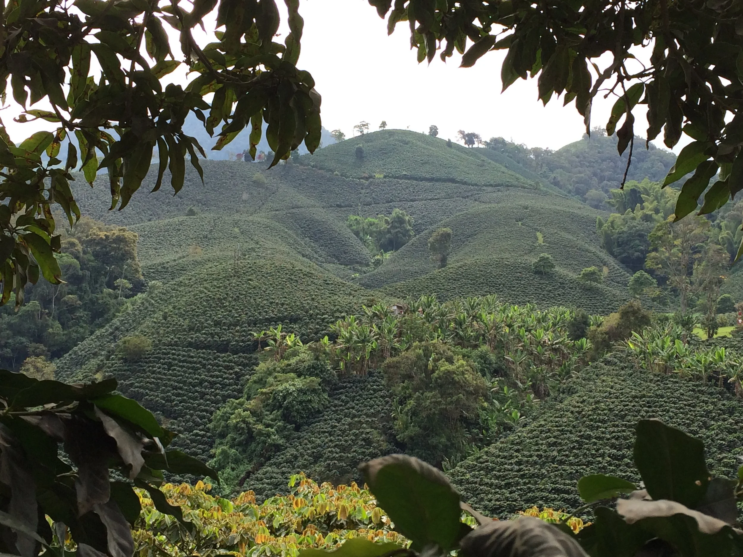 Comportamiento Fisiológico Del Árbol De Café. 