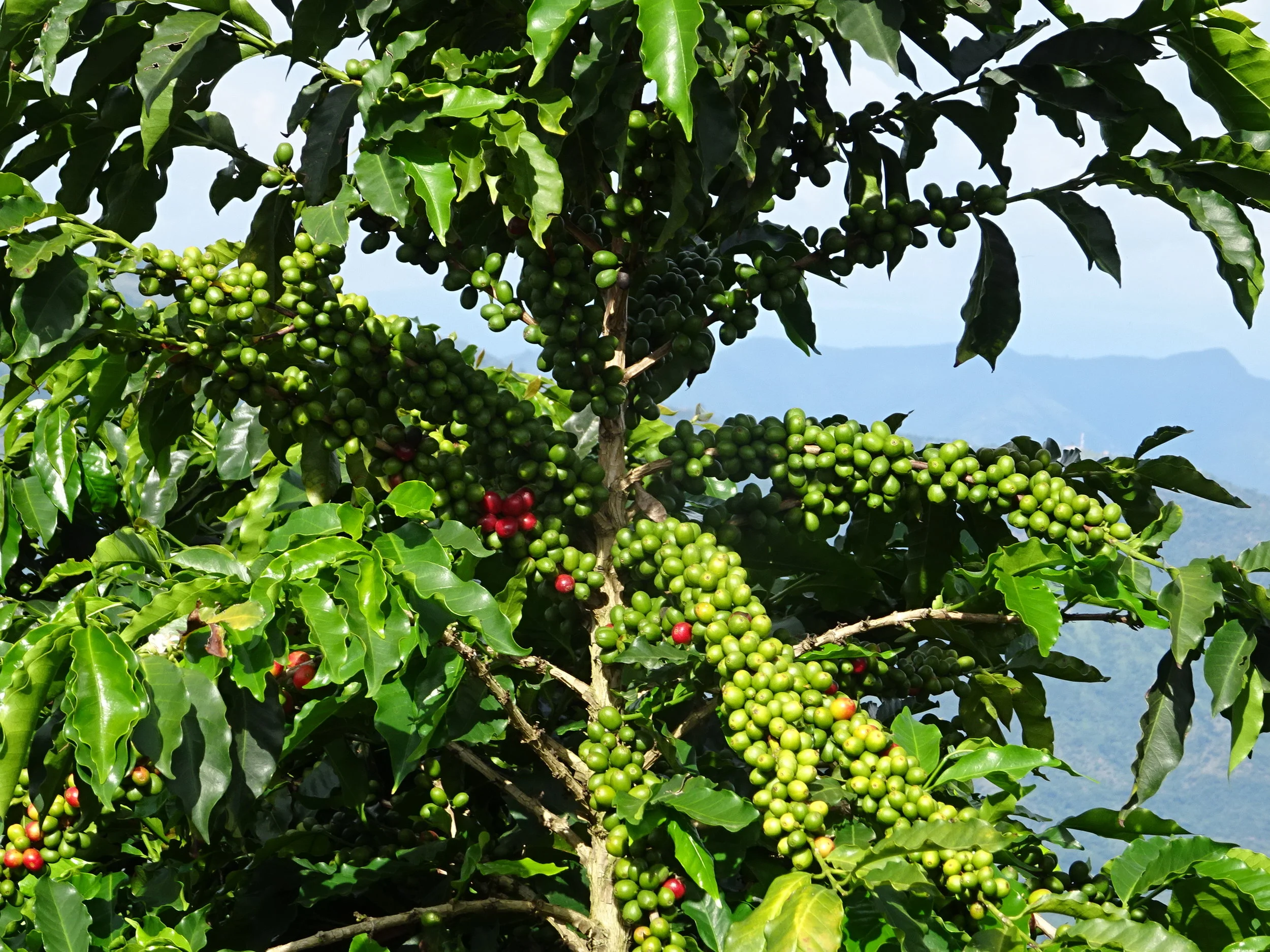 Comportamiento Productivo del Café.