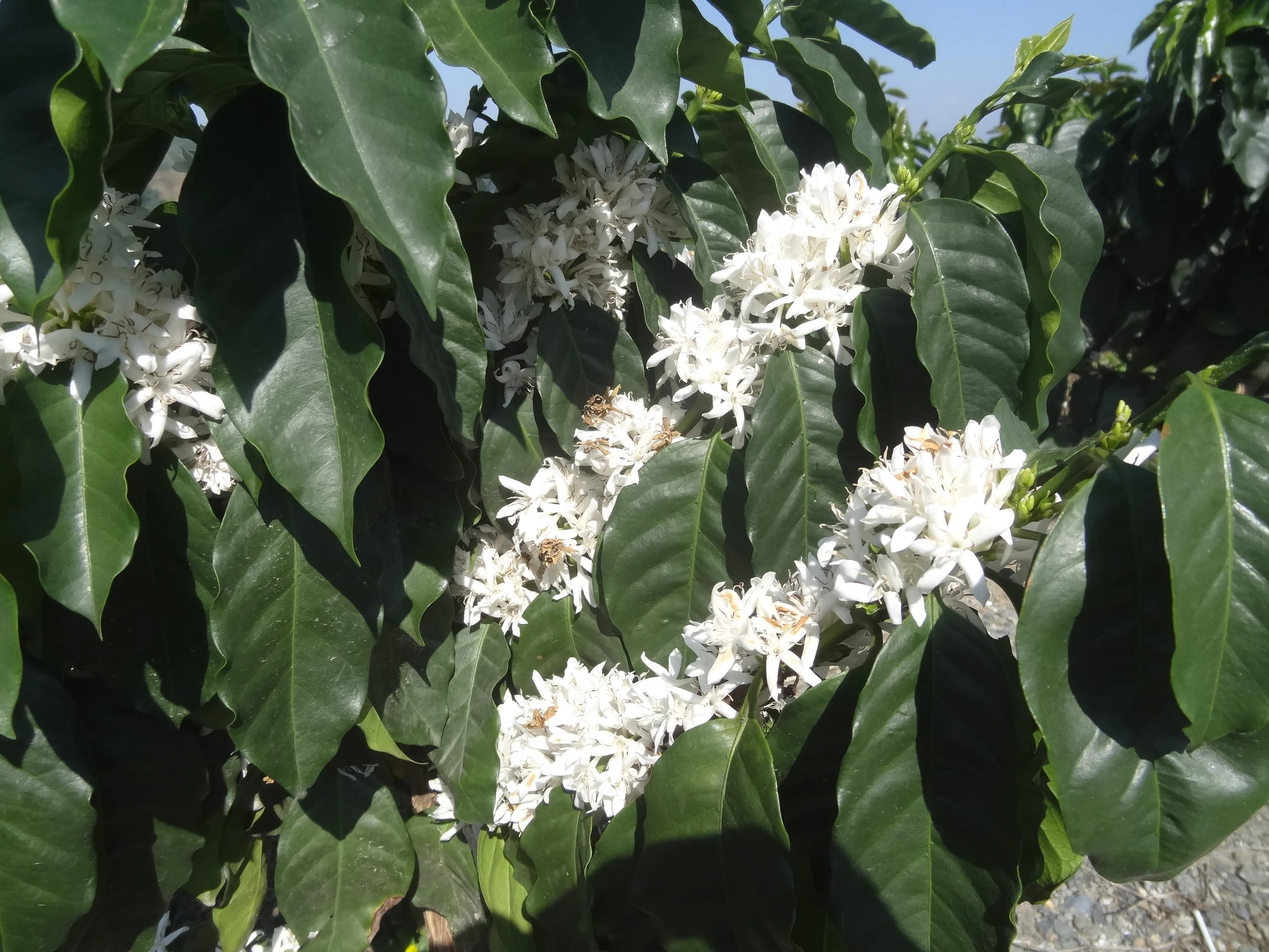 Floración del Café