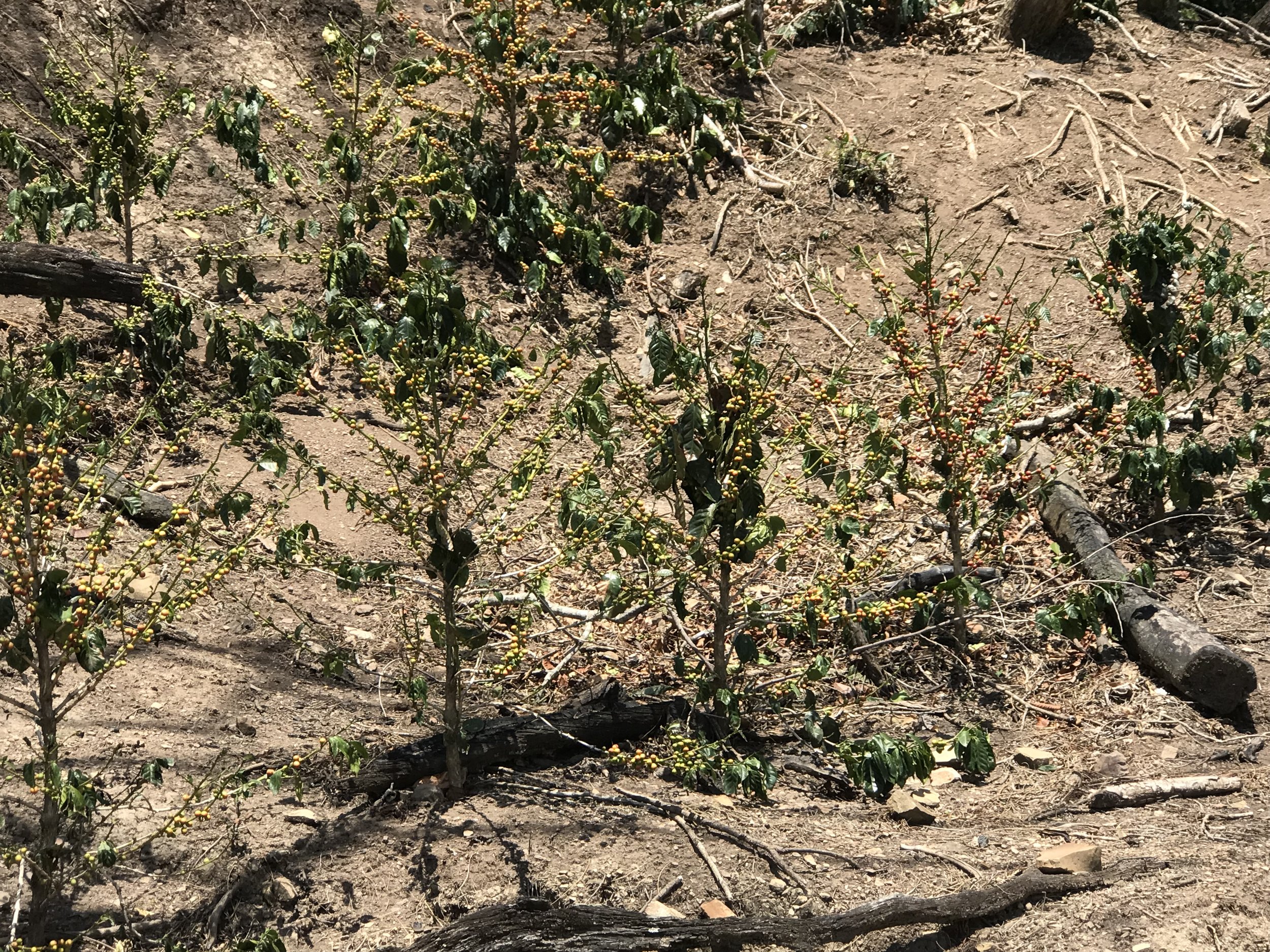  Impactos en el árbol de café / Fuera Zona de Vida / Malas prácticas agrícolas. 