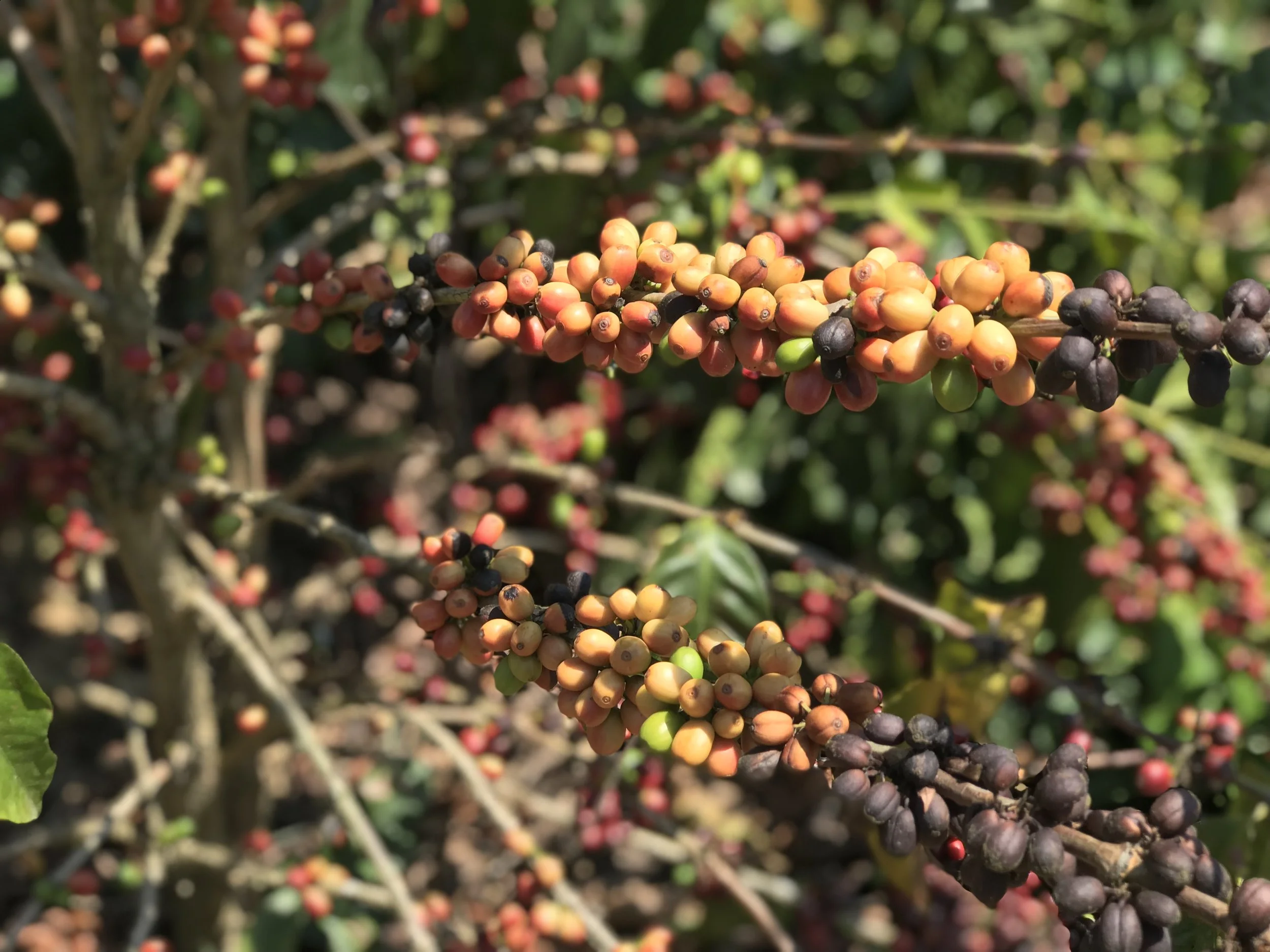 EFECTO CLIMÁTICO EN LA FRUTA DEL CAFÉ.