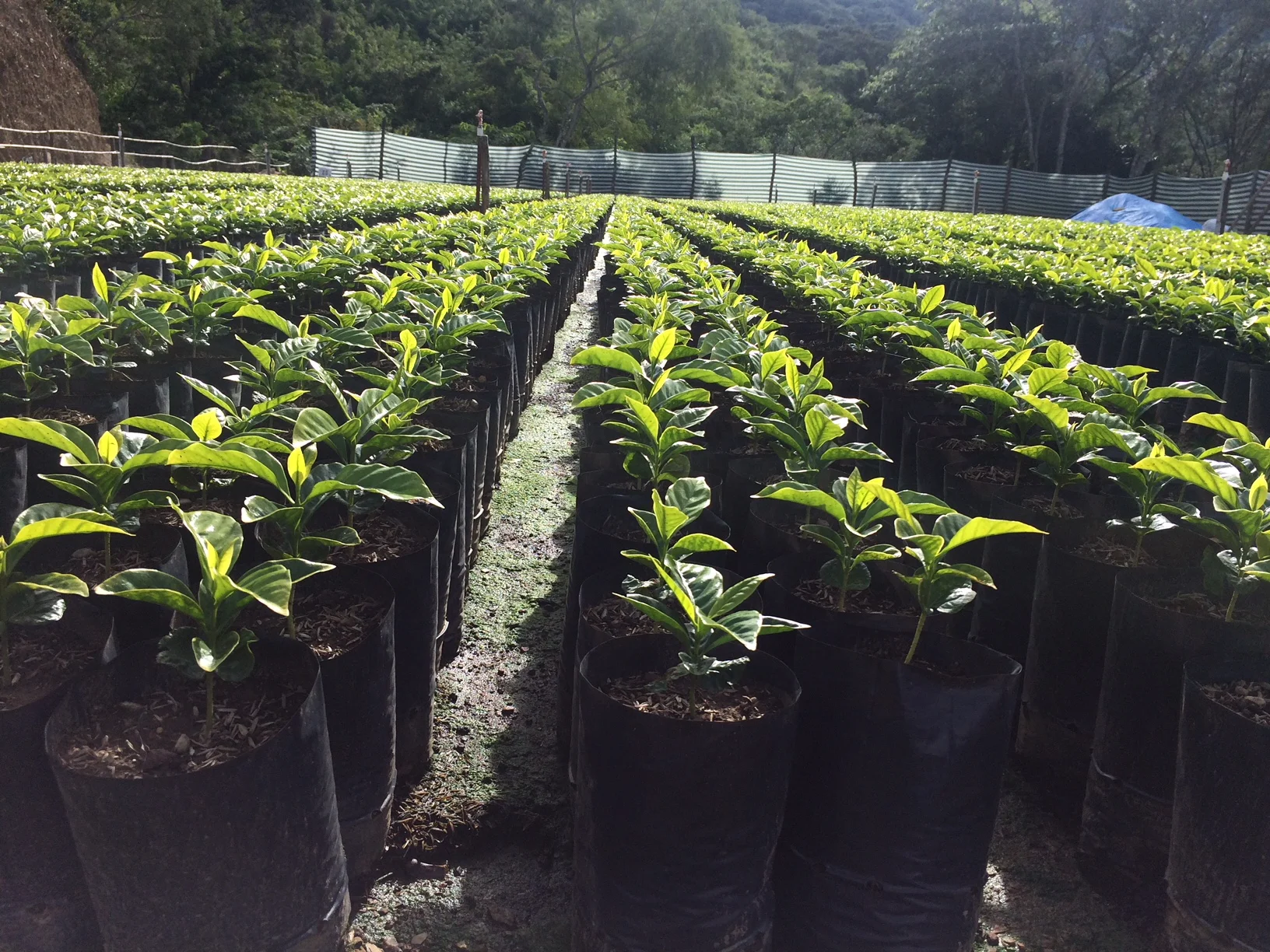 Nota Técnica Agrícola #1 | Desarrollo de viveros de café en Bolsa.