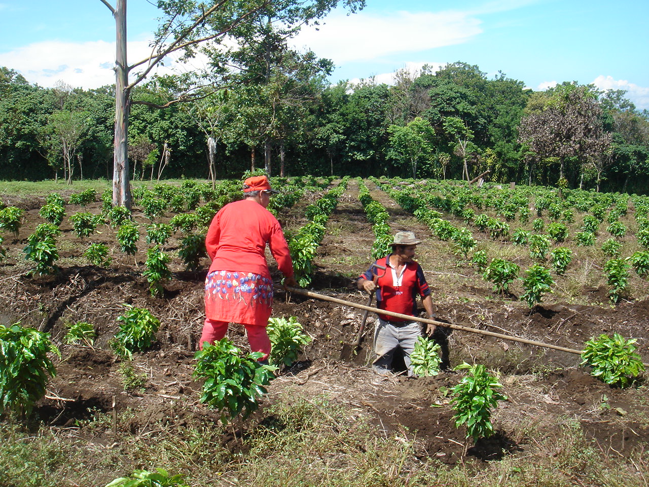 Plan de trabajo y optimización de Mano de Obra