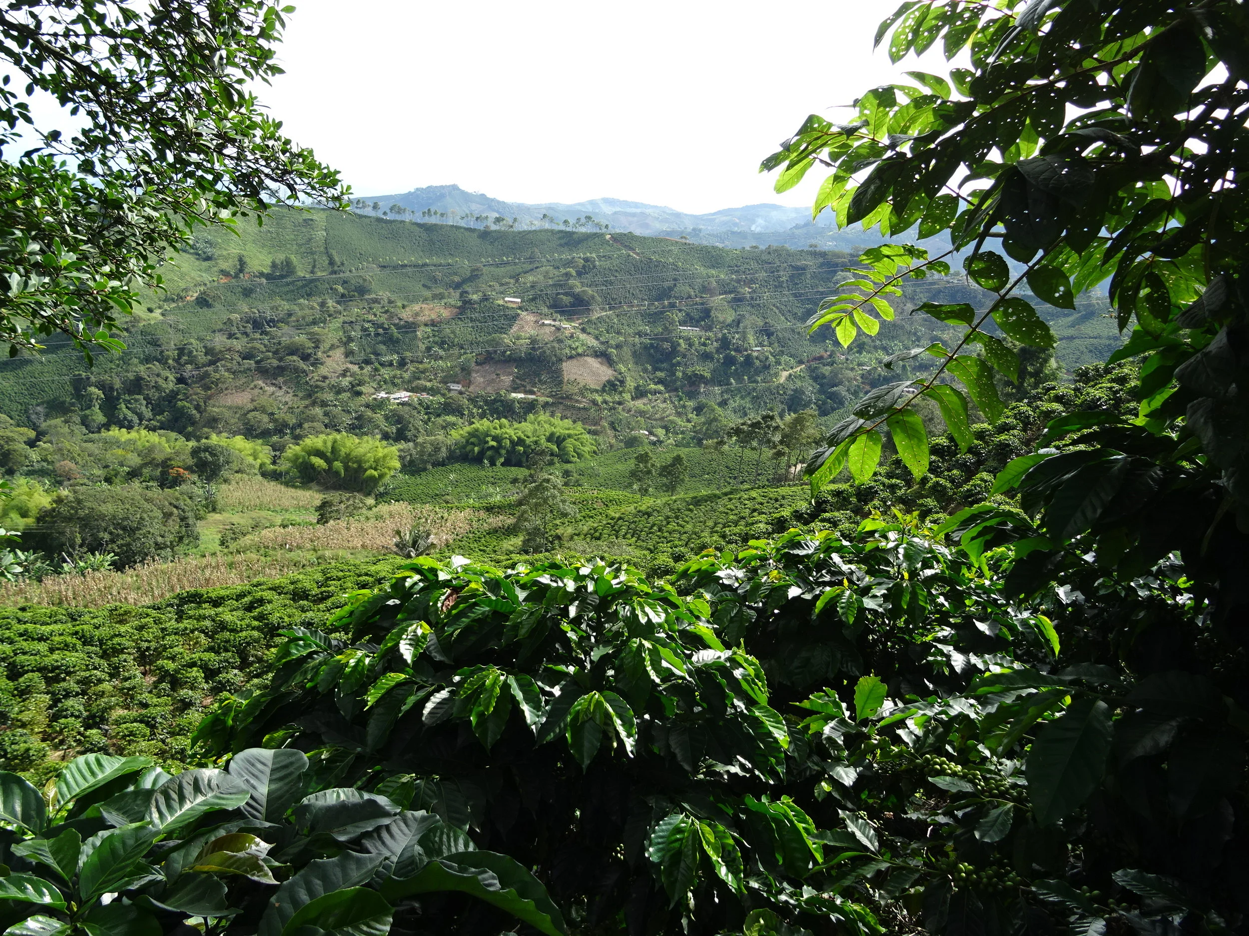 RESCATEMOS NUESTRA EMPRESA CAFETERA