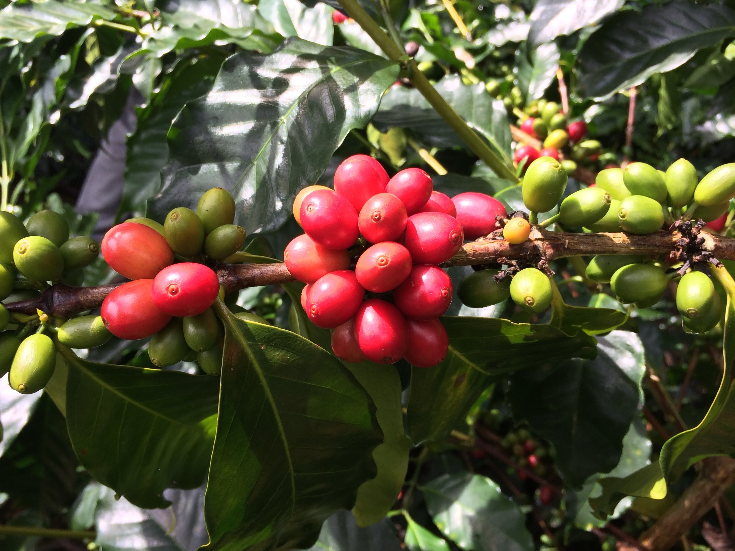 Tips Para Escoger Sistema de Manejo de Tejidos