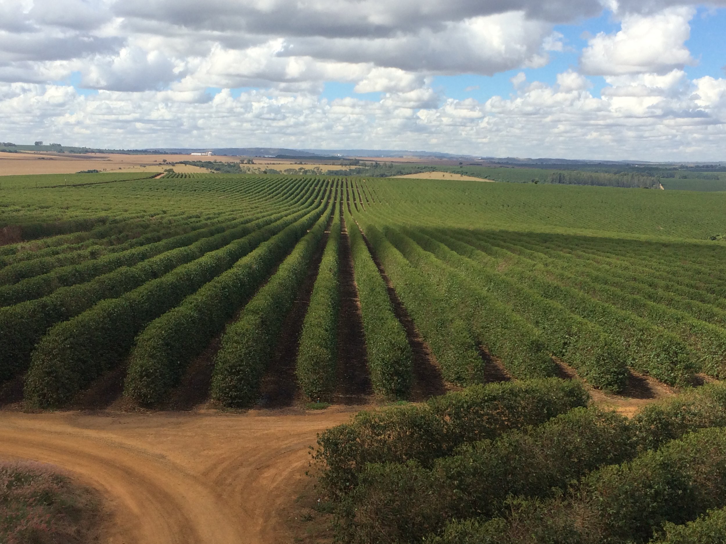 Nota Técnica Empresarial #1 | Lineamientos para diseñar una finca de café