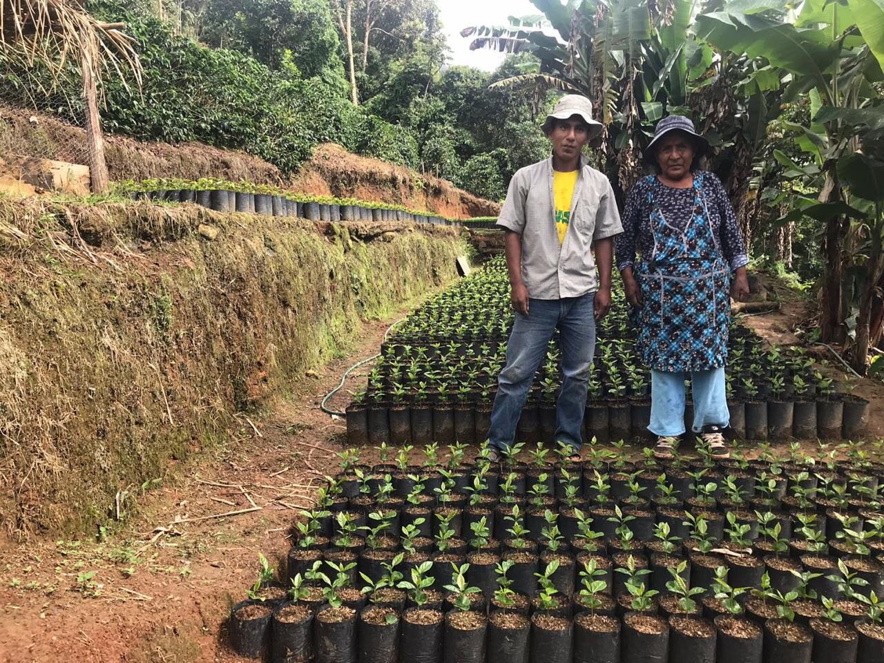 Nota Técnica Agrícola #2 | Establecimiento Siembras Nuevas