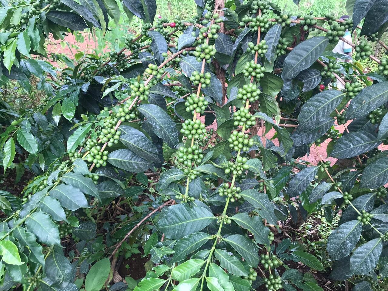 Nota Técnica Agrícola #3 | Manejo de Tejido en Cafe