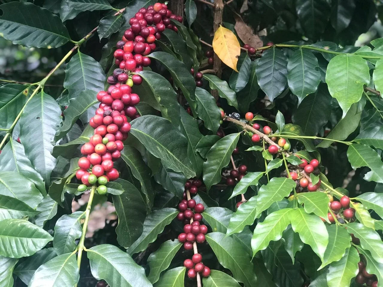 WhatsApp Image 2021-01-06 at 11.55.03.jpeg