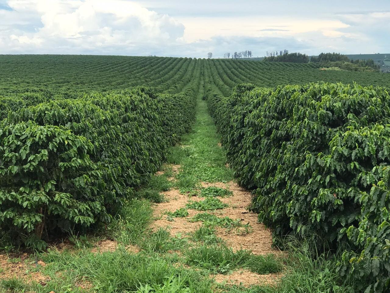 Nota Técnica Agrícola #4 | Deshija en el Cultivo del Café