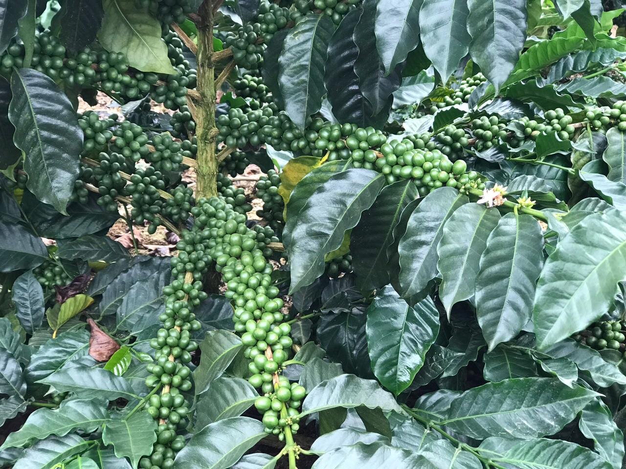 Nota Técnica Agrícola #5 | Principios de la Nutrición en el Cultivo de Cafe