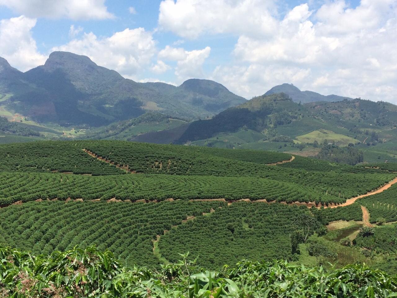 Nota Técnica Agrícola #6 | Manejo Integrado de Plagas