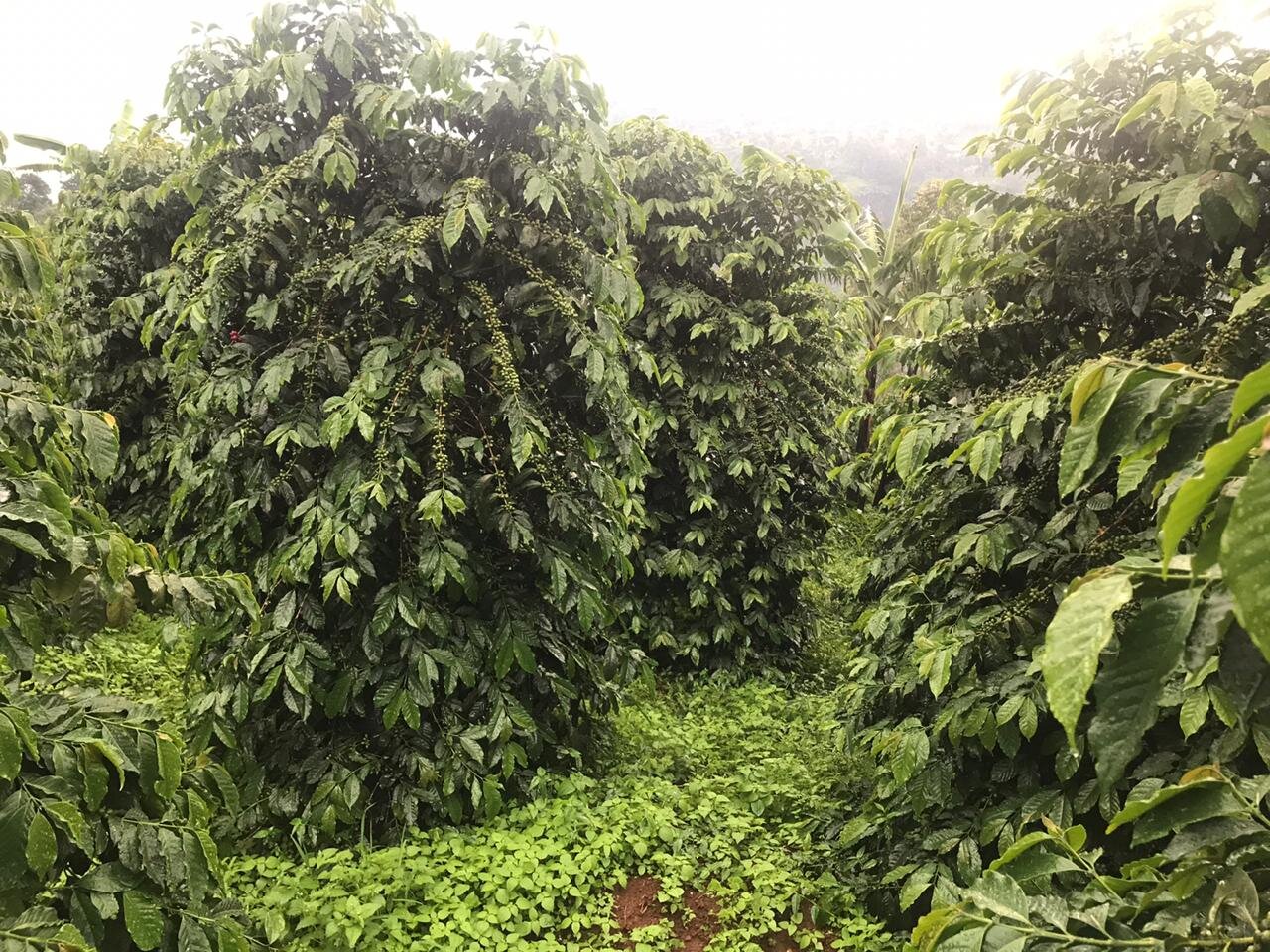 Nota Técnica Agrícola #7 | Manejo Preventivo de Enfermedades en Café