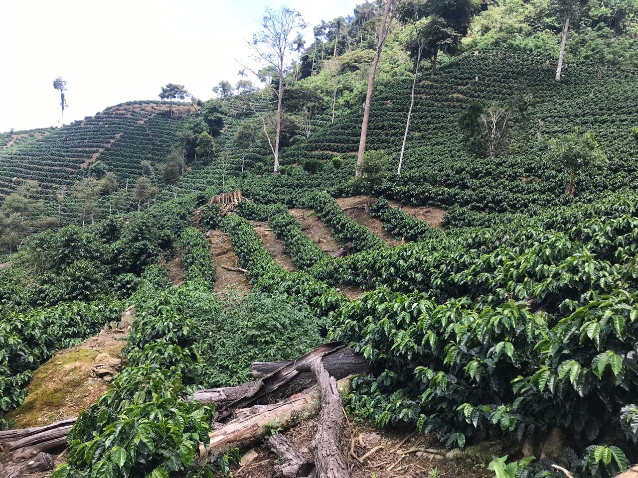 Nota Técnica Agrícola #11 | Manejo de Sombras en Cafetales.