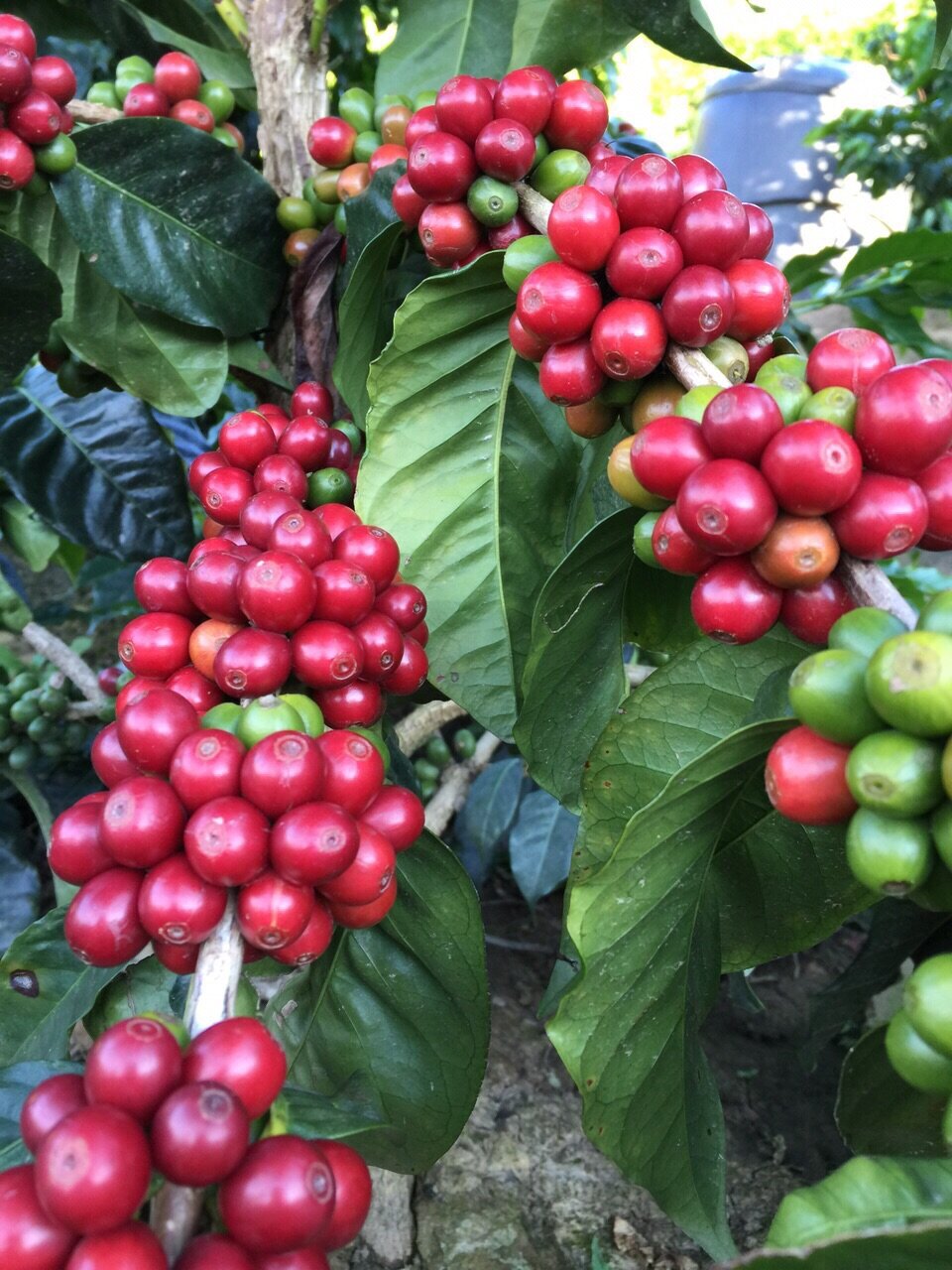 Nota Técnica #12A | Rendimientos del Café y Sub-Productos