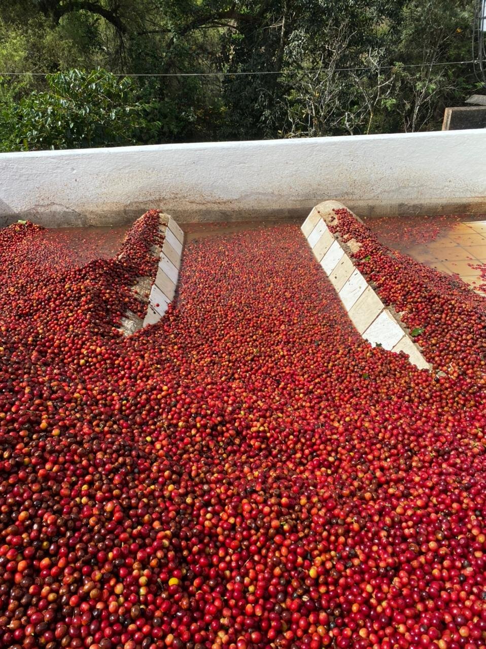 Nota Técnica #1 | Proceso Beneficio Húmedo &amp; Manejo de Sub-Productos