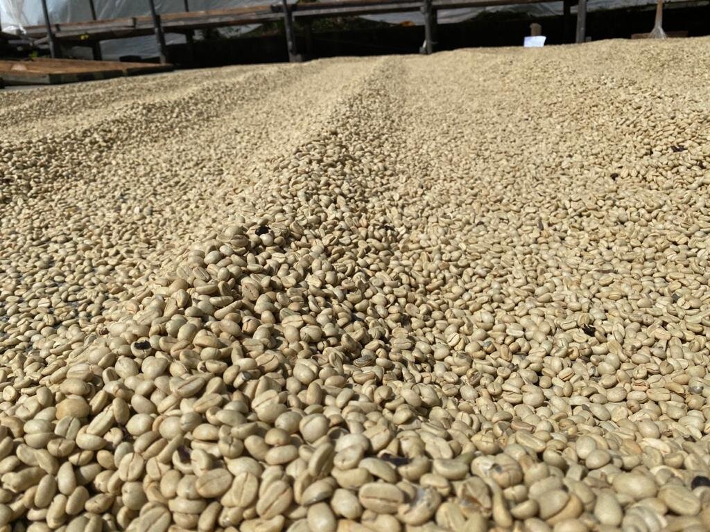 Nota Técnica Post-Cosecha #2 | Proceso Beneficio Seco del Café