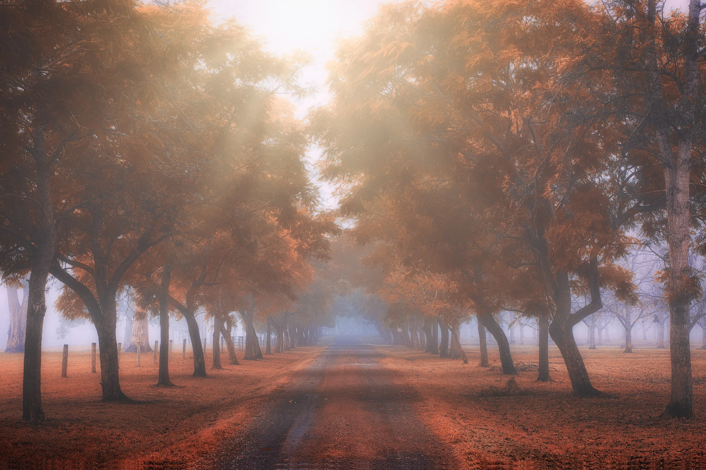 Autumn Trees_HiRes.jpg