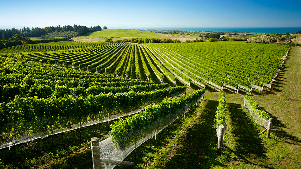 Within spitting distance of the Pacific, the Supernatural Wine Co. defies convention in Hawke’s Bay, specialising in minimal intervention, skin fermented Sauvignon Blanc and Pinot Gris.