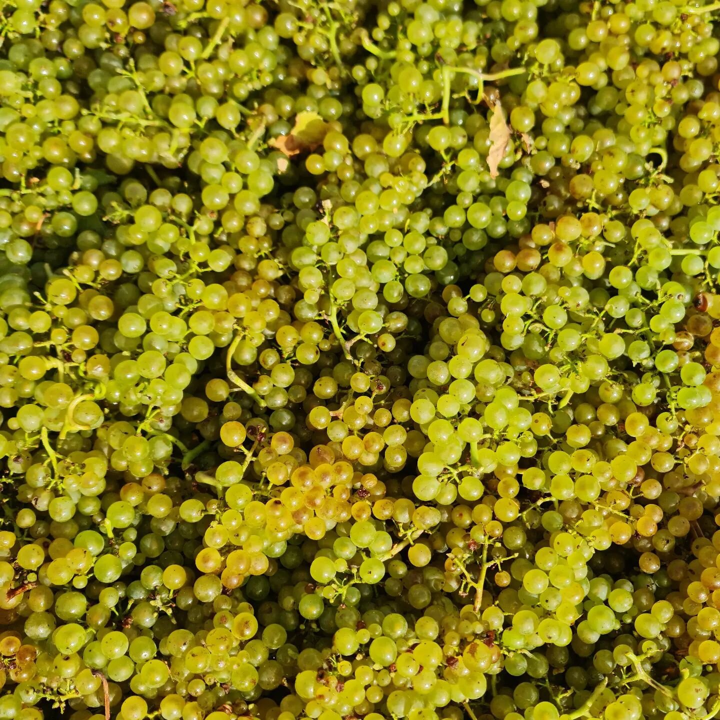 V2023. Who knew that one of the wettest and most humid seasons would produce some of the best mendoza Chardonnay we have ever grown.