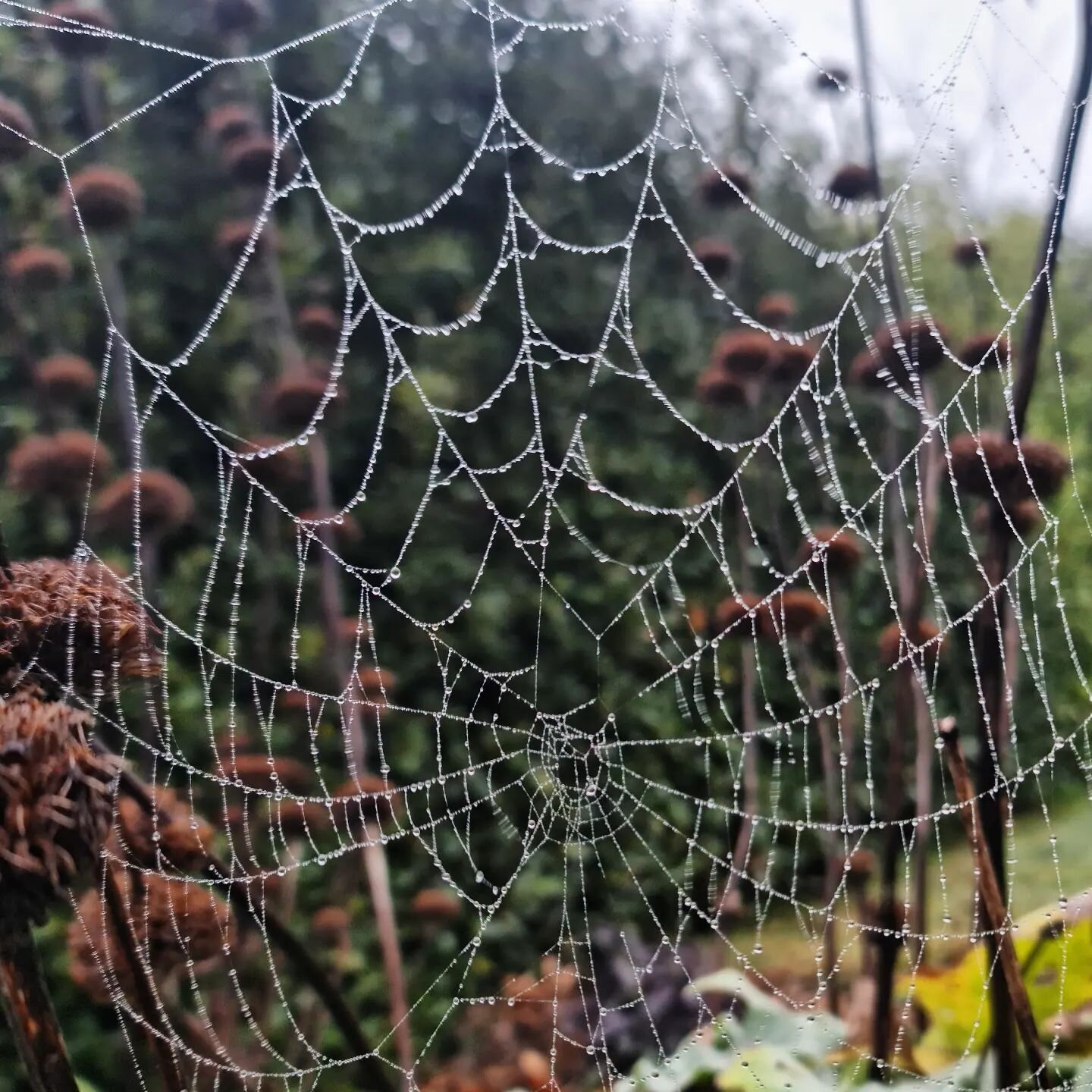 Winter rain that won't stop. Tough weather to be a spider in.