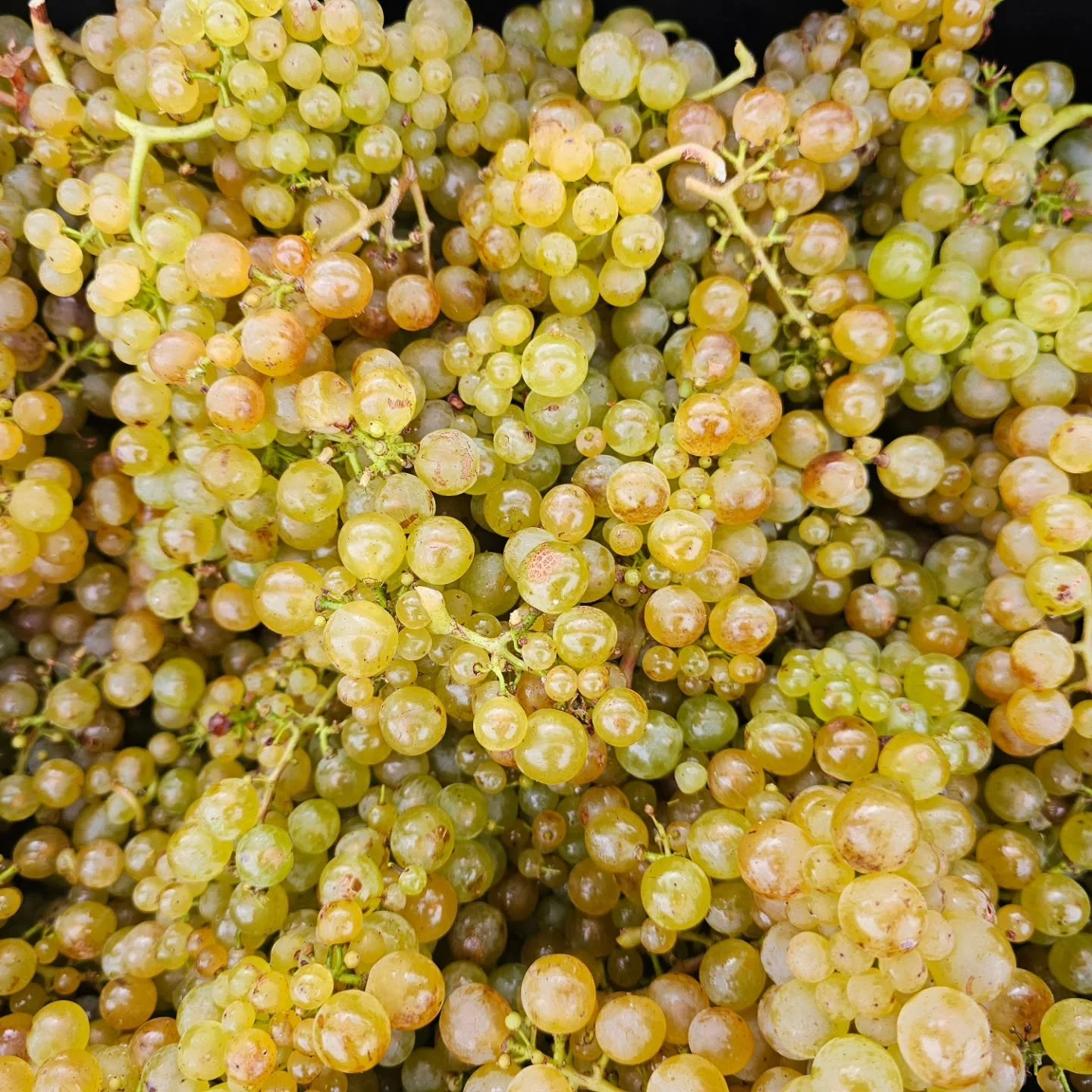 2024 Grape juice that became delicious wine!! Founding Members get ready! Chardonnay En Primeur offer releasing tomorrow. R x