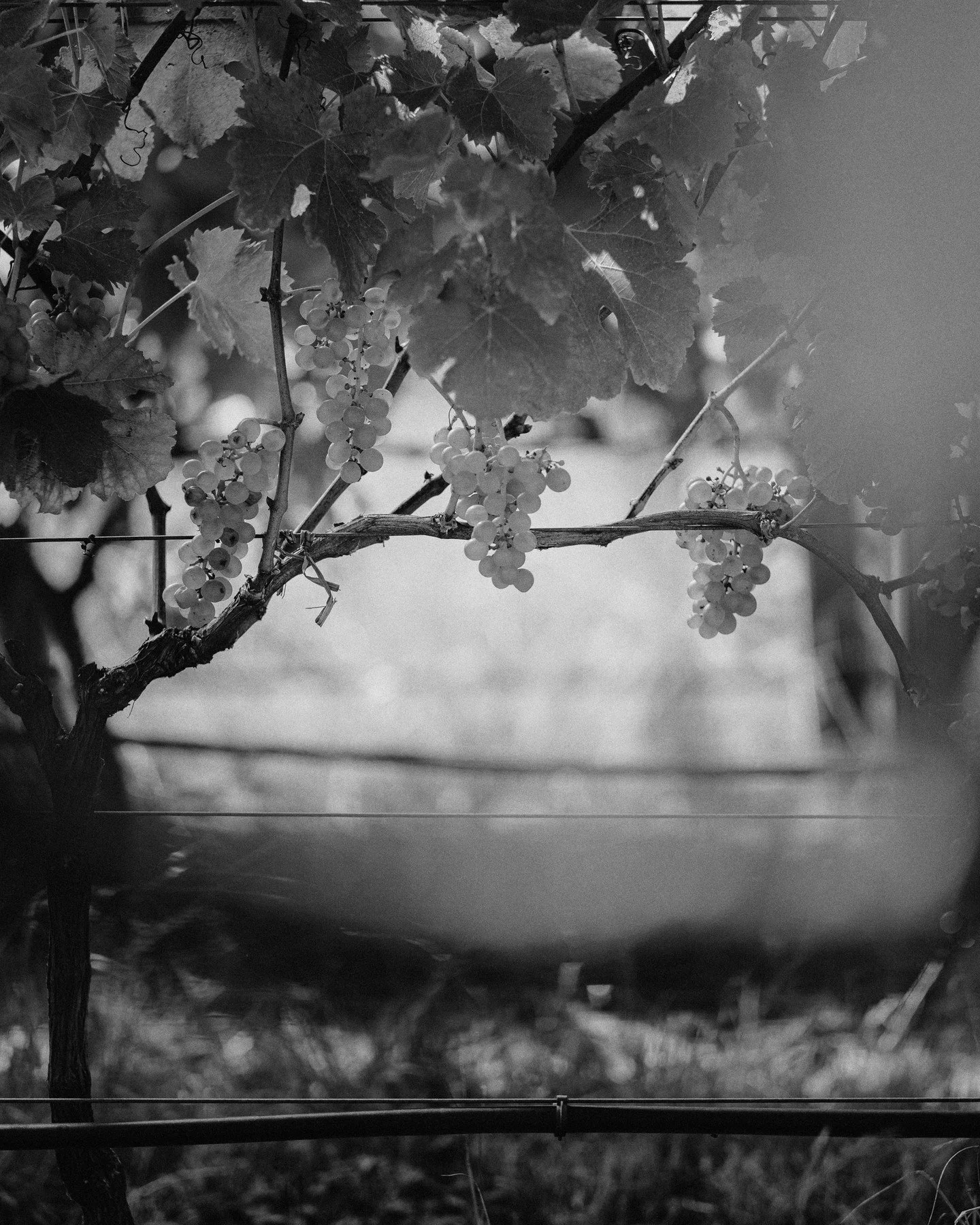 Woo hoo our En Primeur release of Novum Chardonnnay 2024 opens now for Founding Members! Enjoy. R &amp; W #chardonnay #nzwine #nzchardonnay