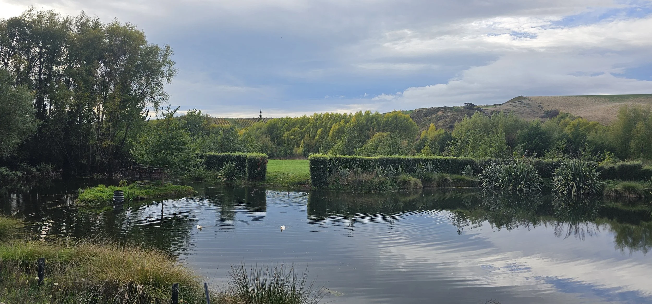The Oaks vineyard pond image