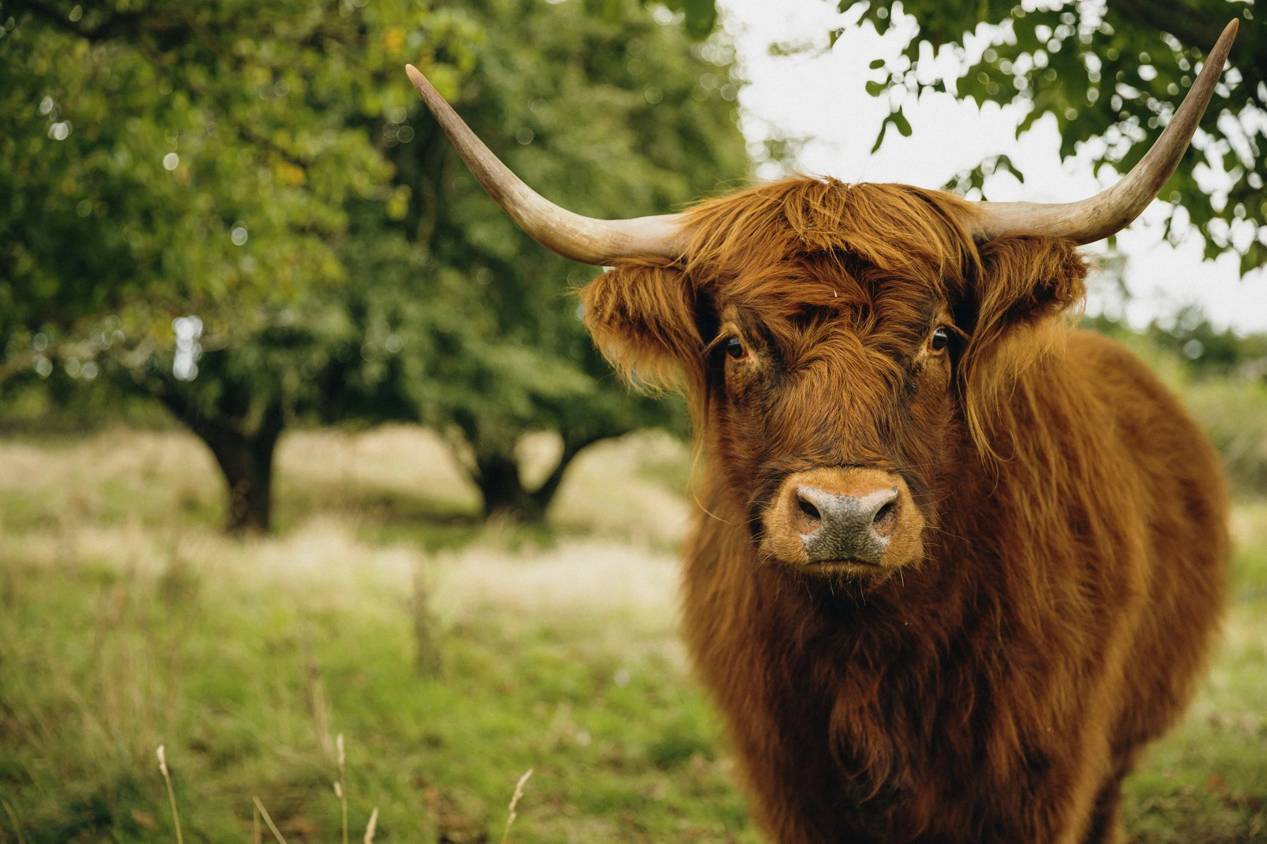 Cow with horns looking at camera image