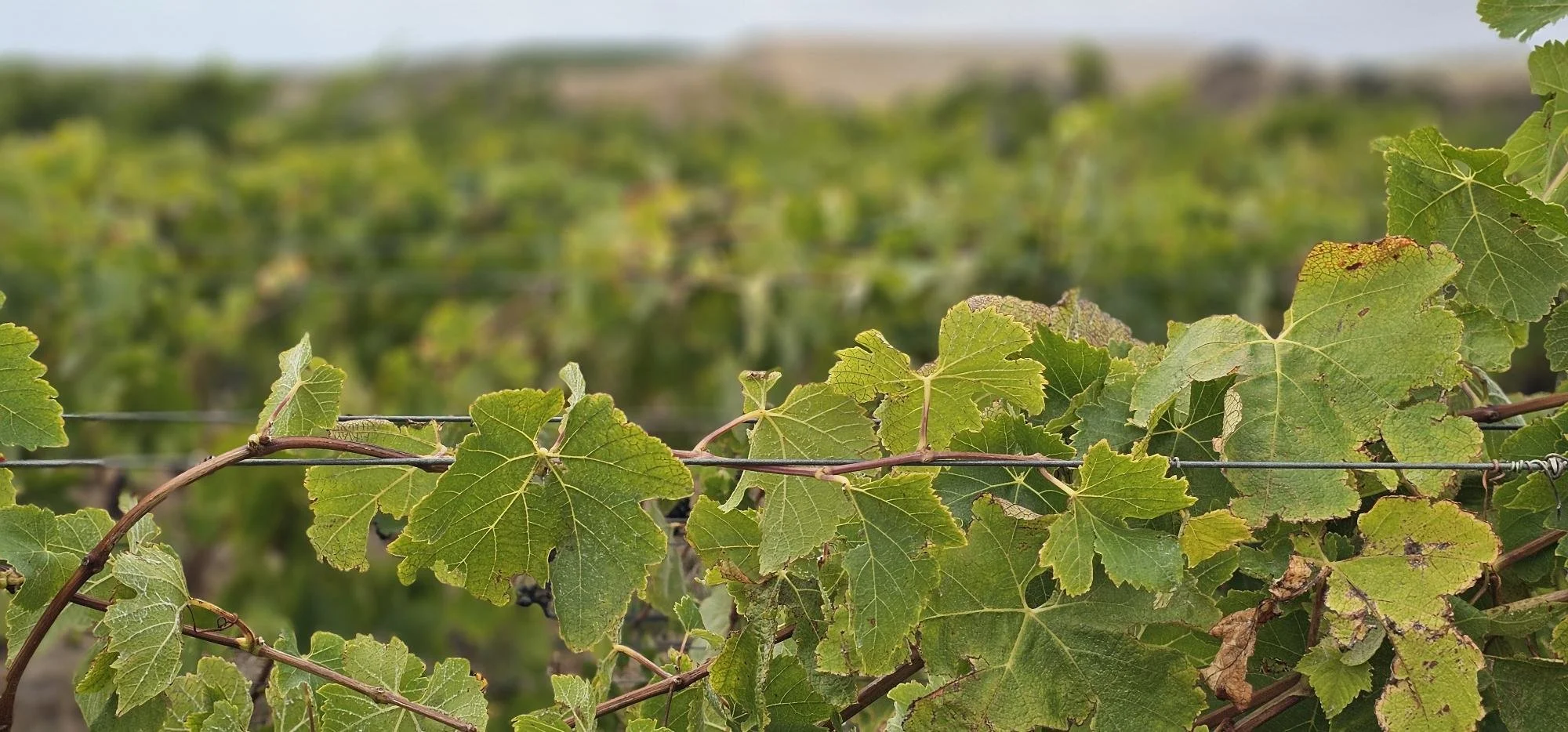 Tressage Syrah NOVUM RJ.jpg