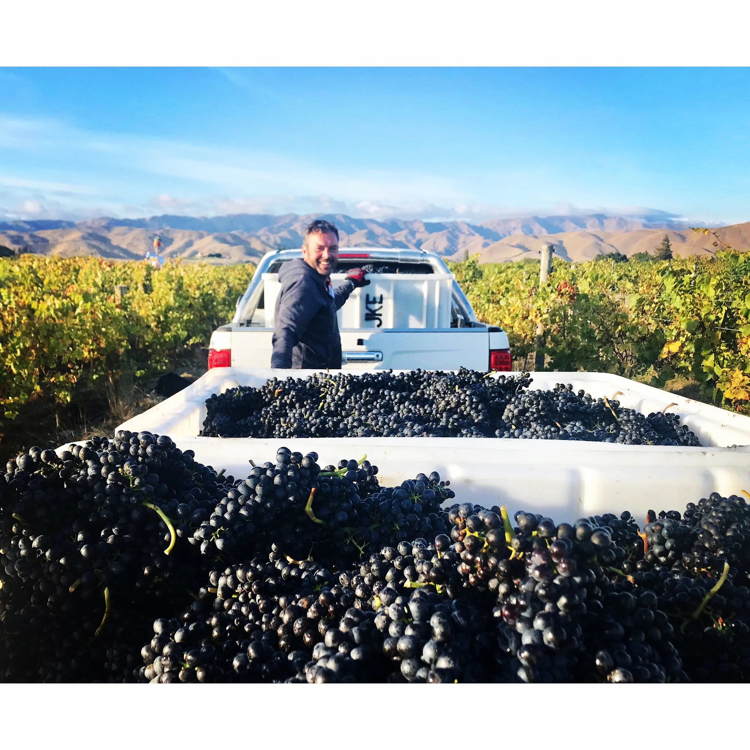 Syrah harvest RJ.JPG
