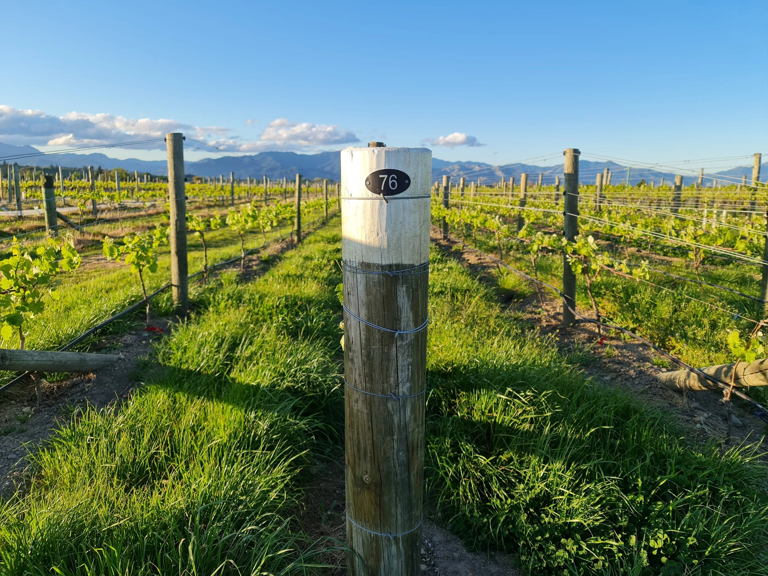 Post 76 the Oaks Vineyard image