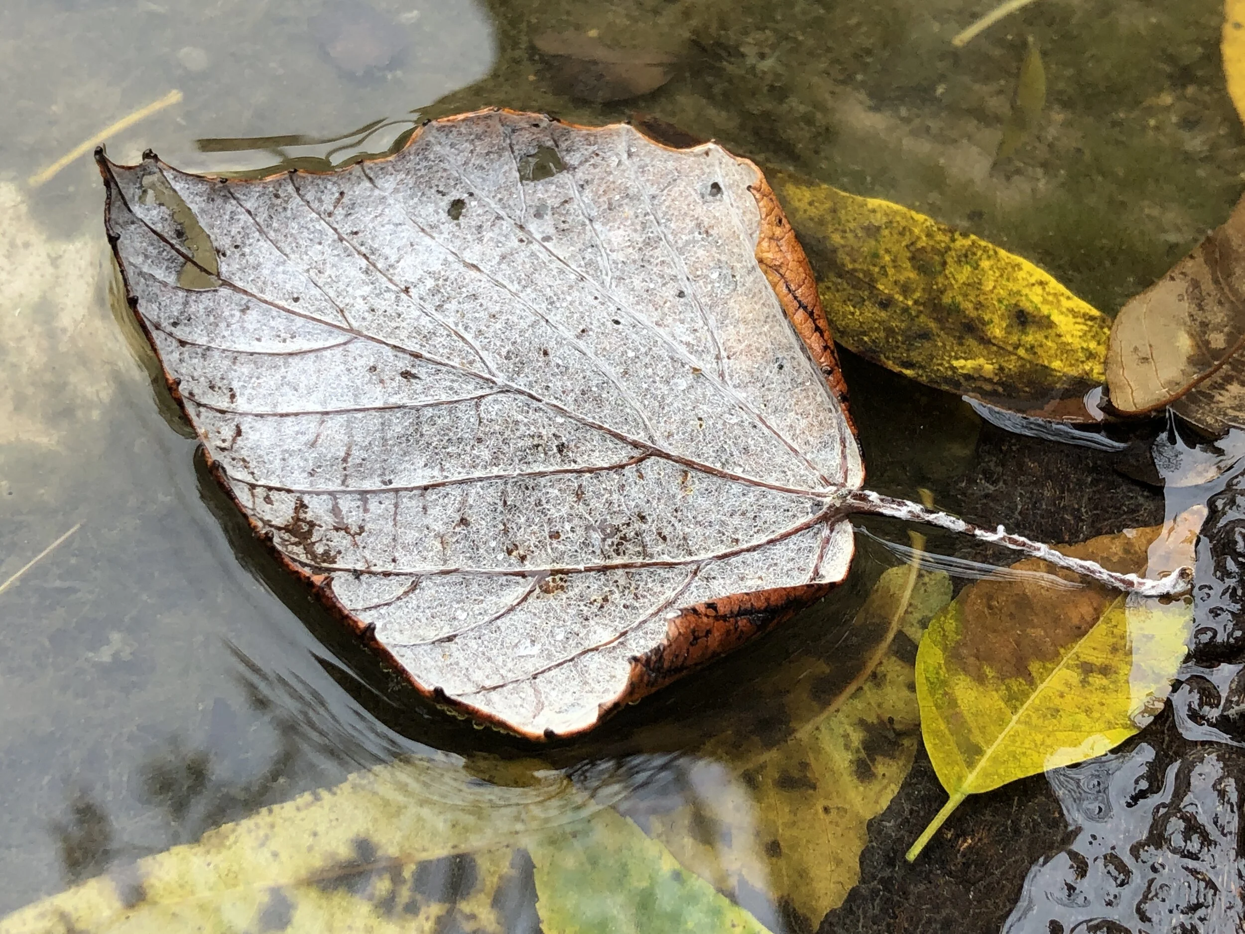 Help with Sleep Capstone Mental Health