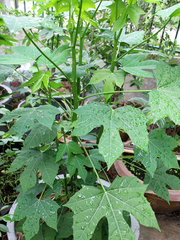 the mayan tree spinach_2.jpg