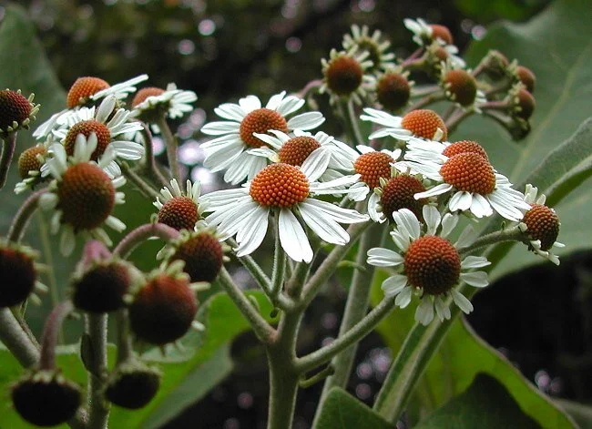 tree daisy_podachaenium eminens_4.jpg