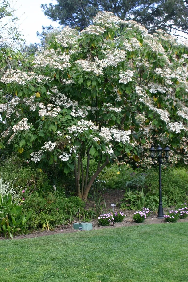 tree daisy_podachaenium eminens_1.jpg