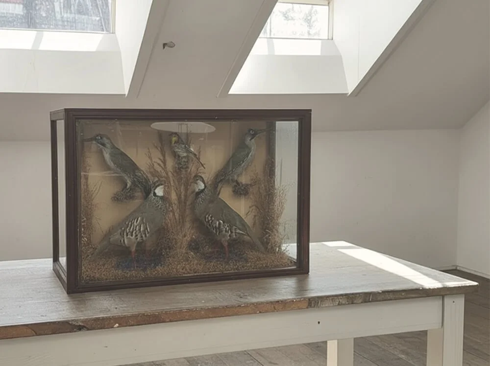 Vintage bird taxidermy preserved in a glass display case, featuring artistic natural history decor at Space Lab Vancouver.