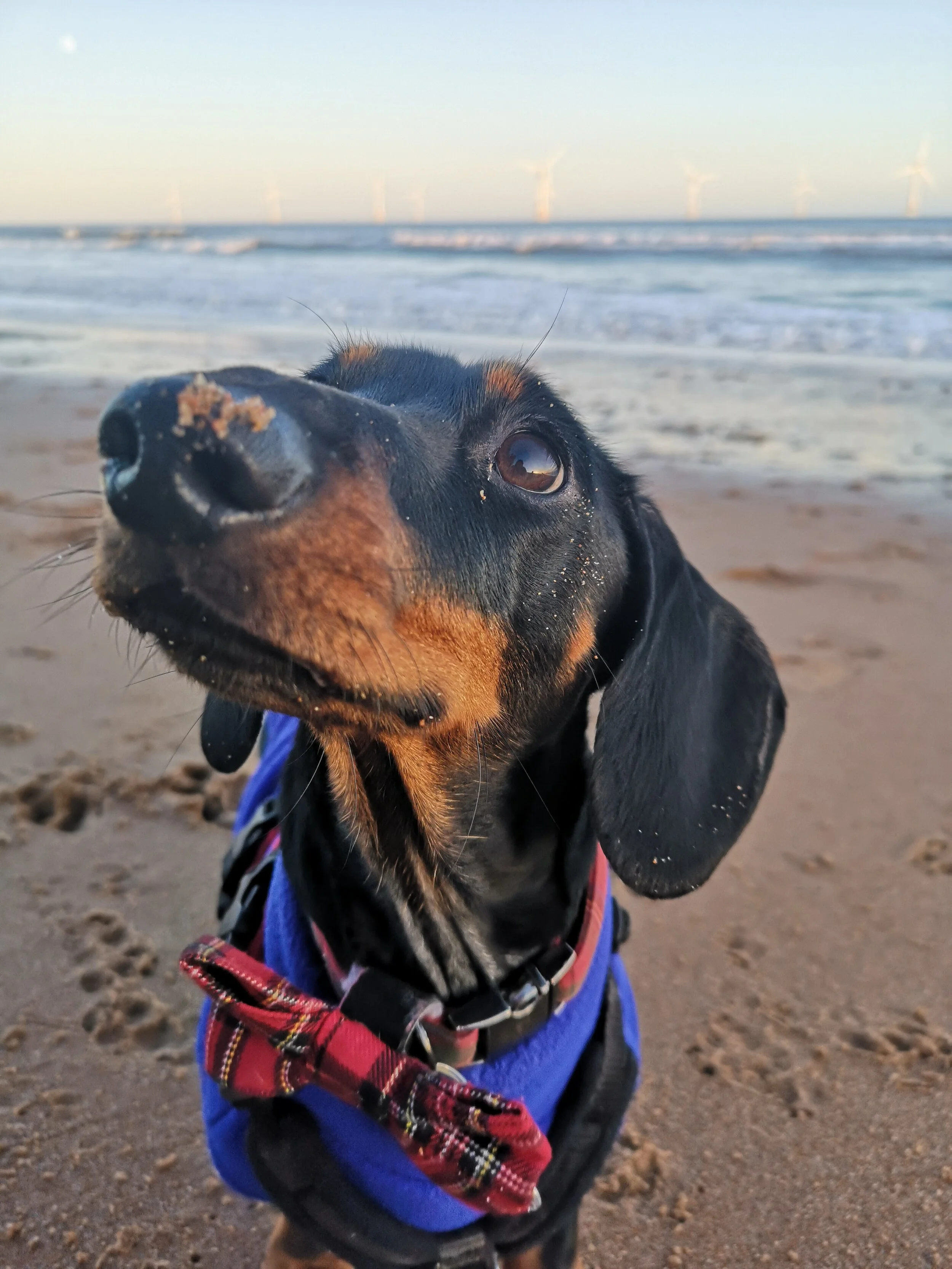 waggles sausage dog