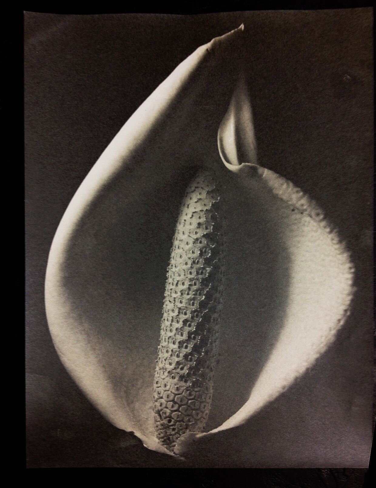 Arum lily, 1950s