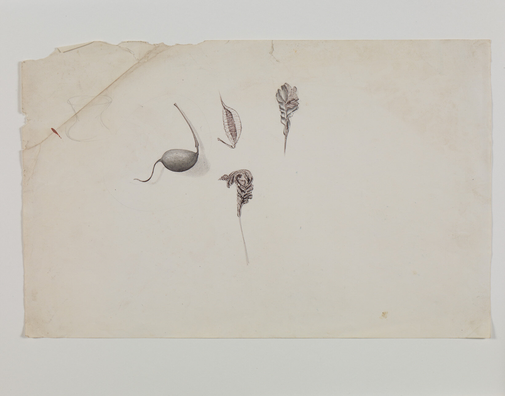 Seed pod drawings, late 1940s