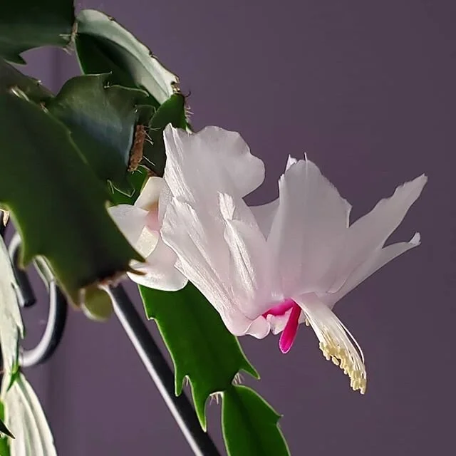 One Christmas cactus bloom with 2 more buds. I love my indoor winter garden.