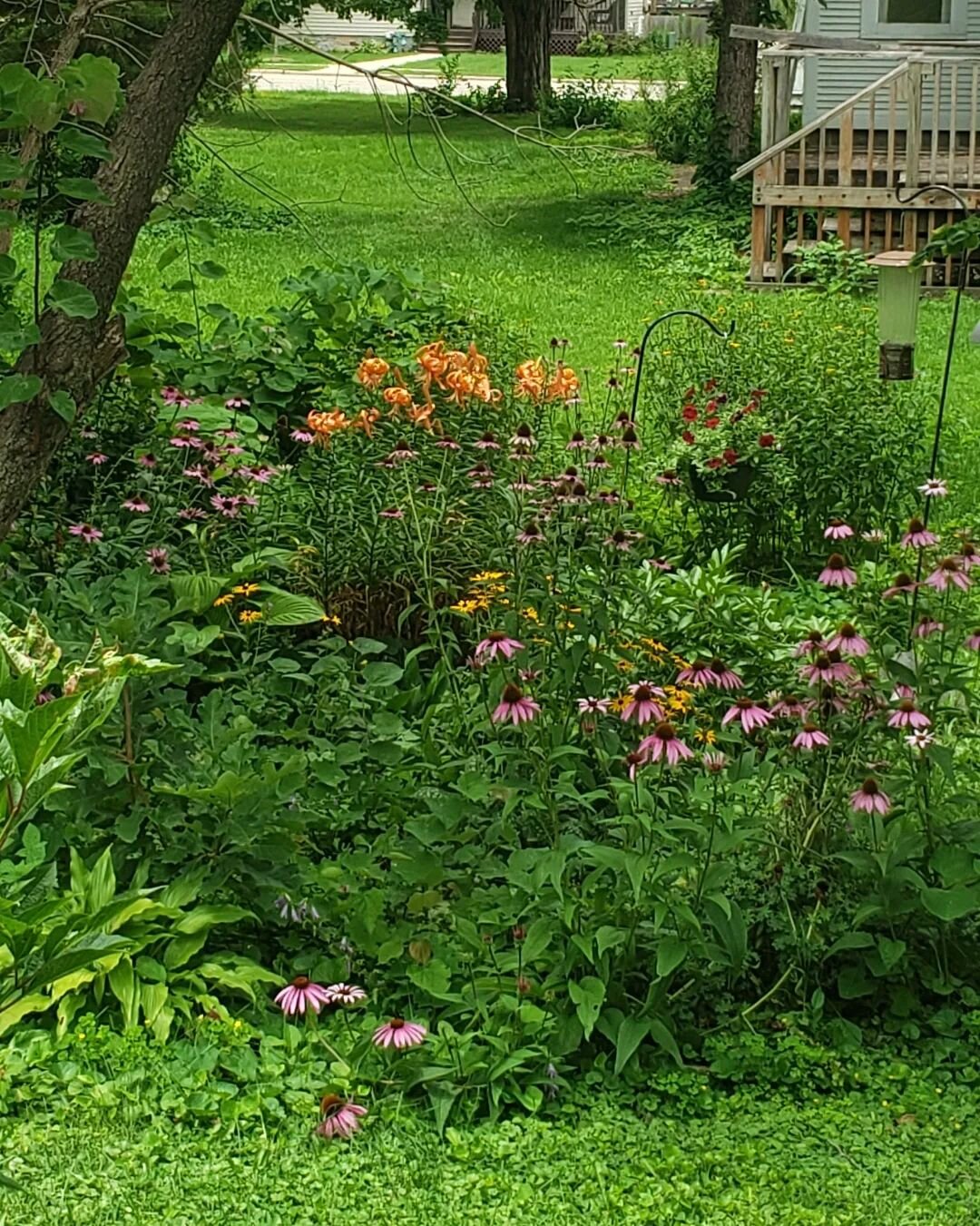 My pollenator garden is looking good this summer.