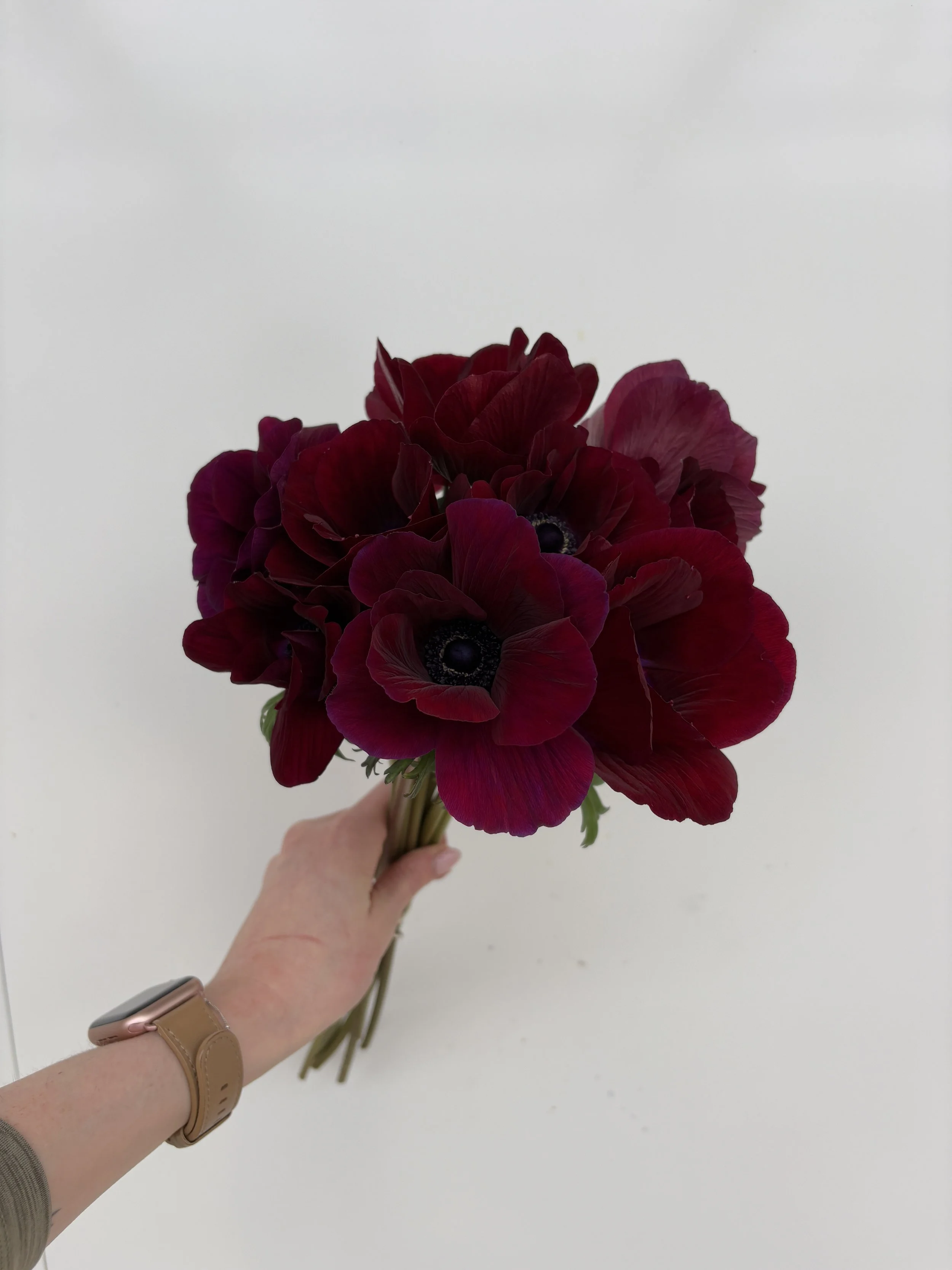 Burgundy Anemone