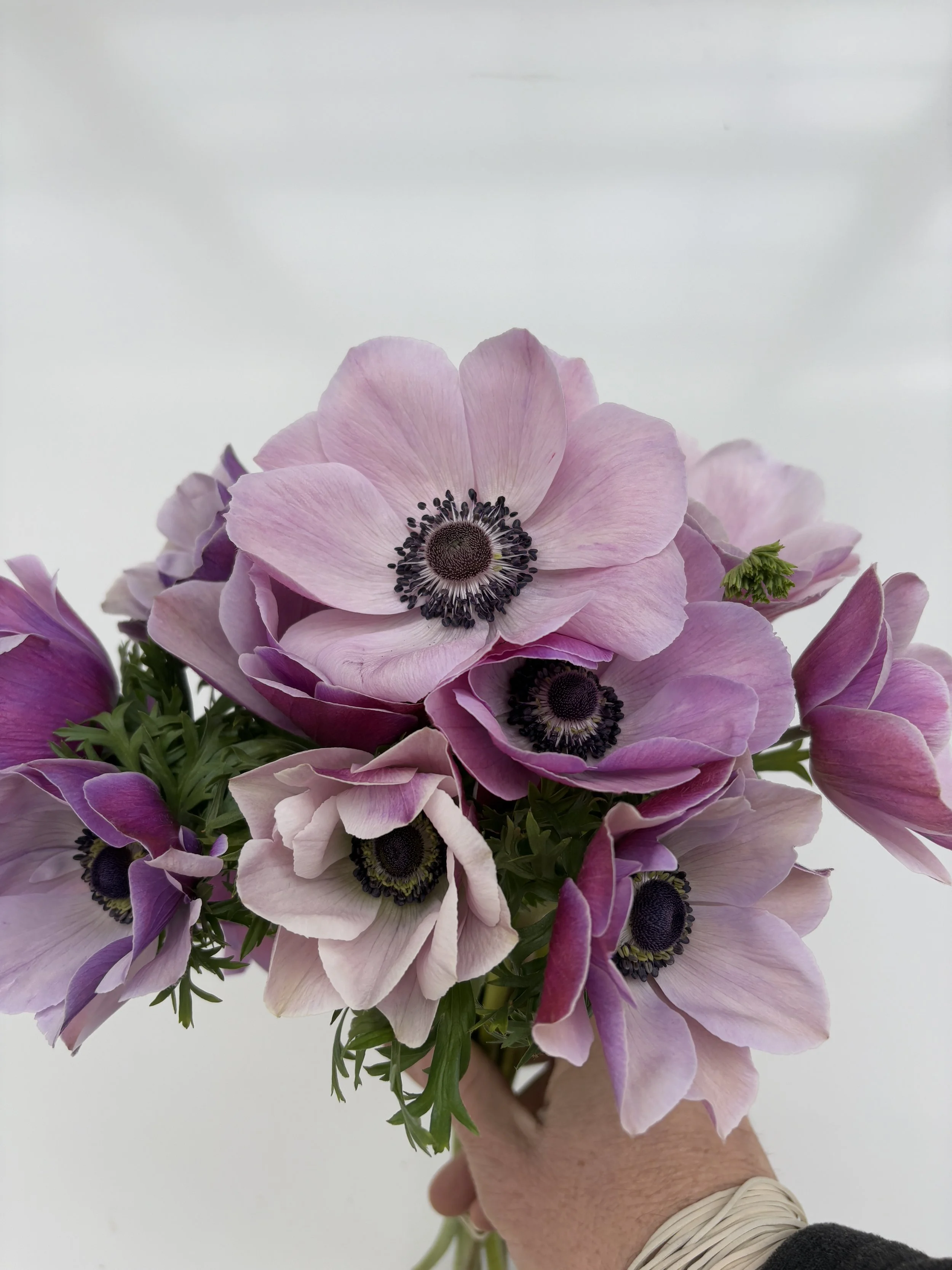 Mauve Anemone