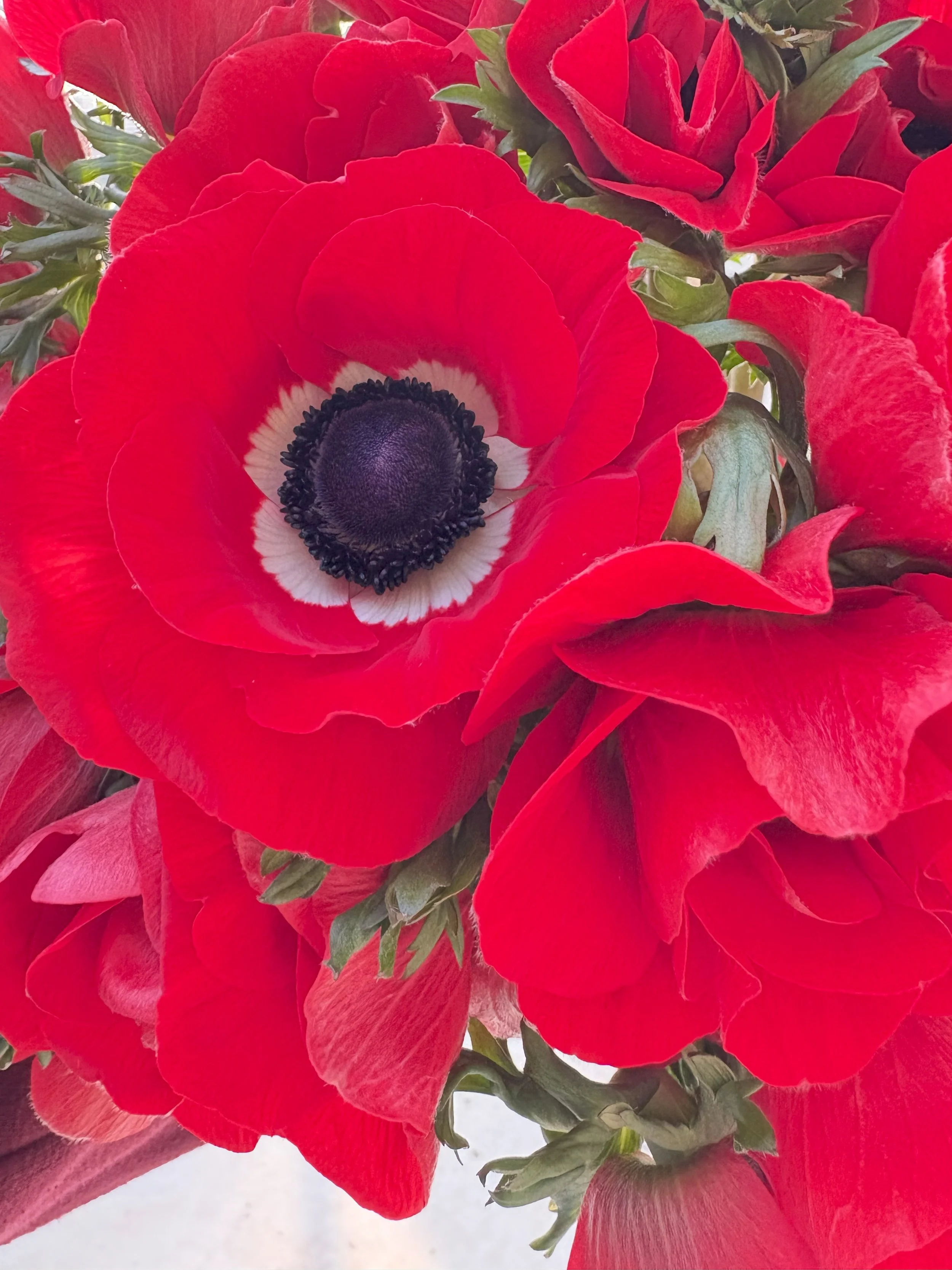 Red Anemone