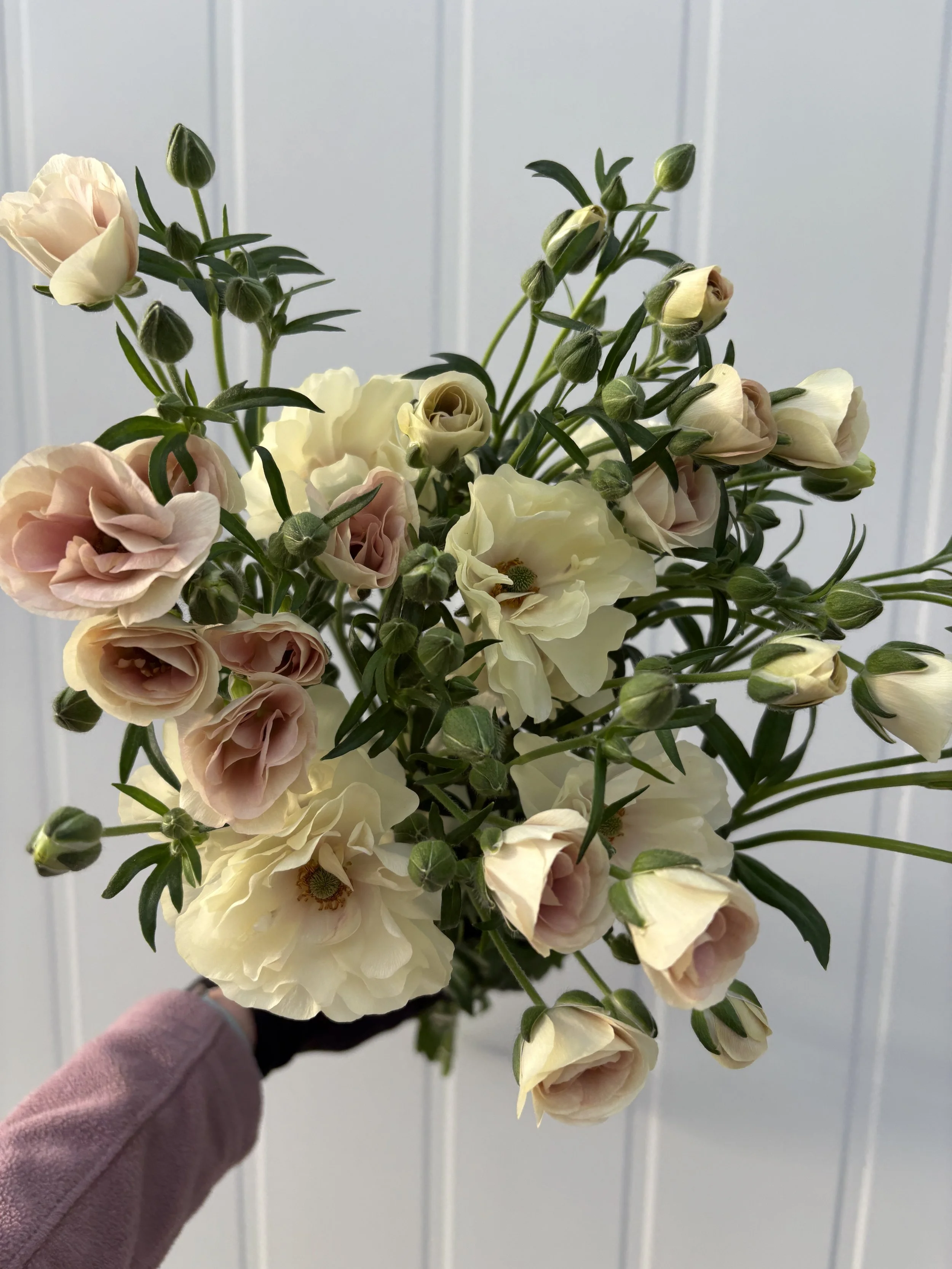 Pastel Blush Butterfly