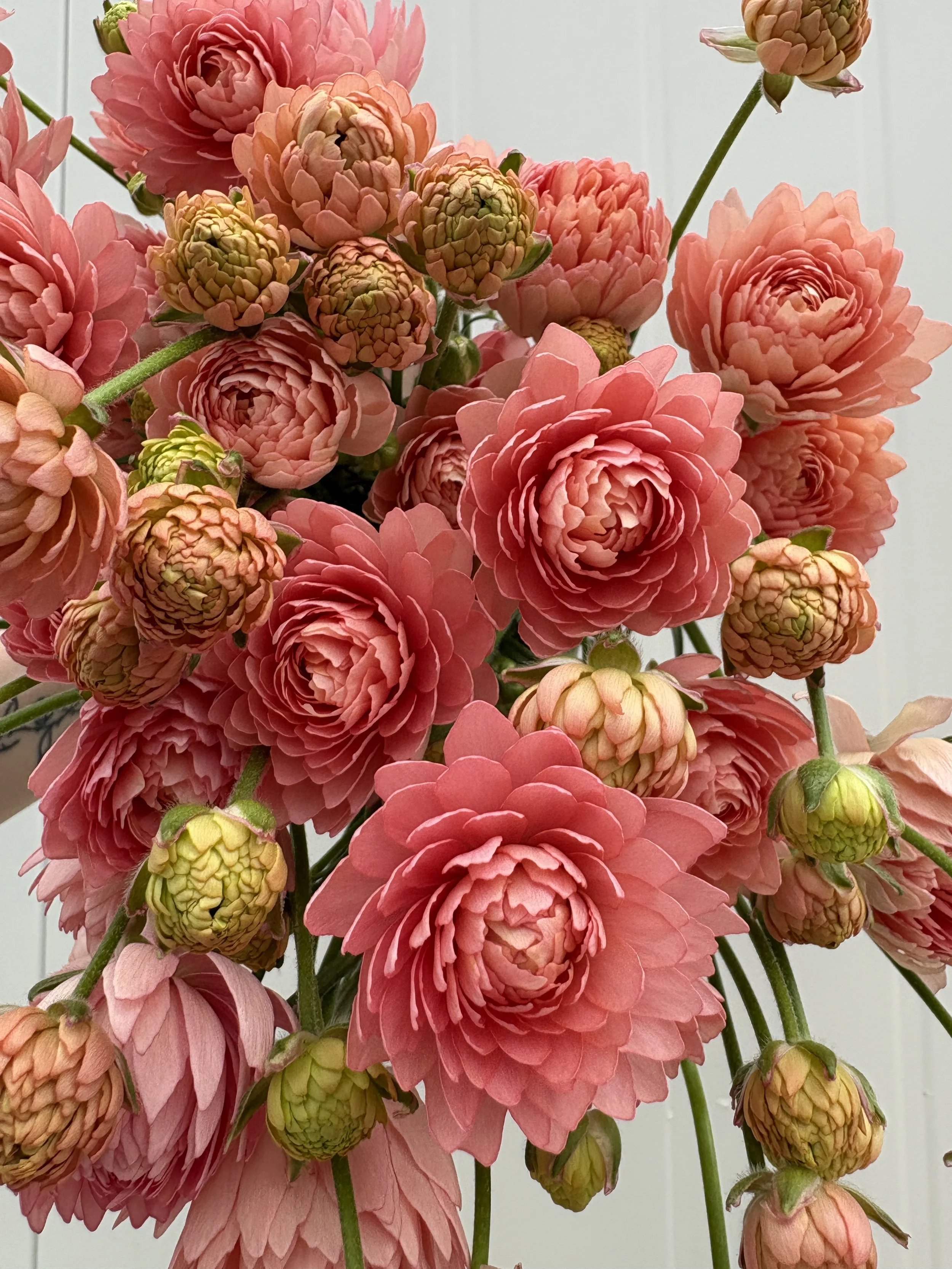 Peach Riviera Butterfly