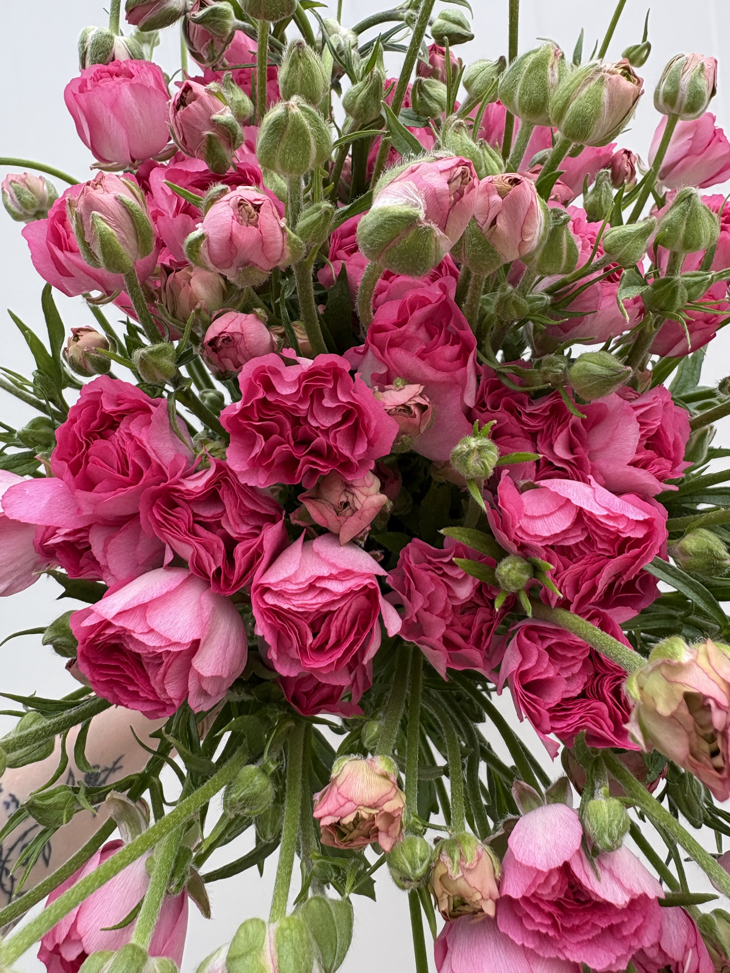 Pink Dolce Butterfly