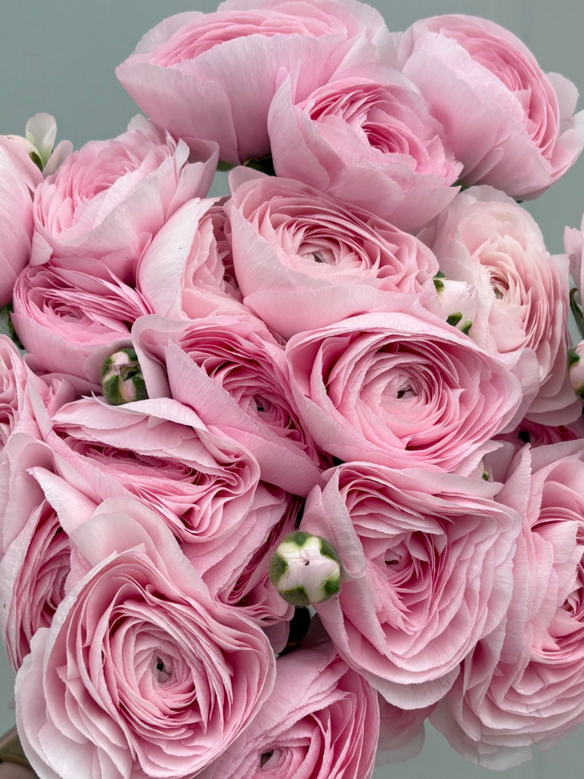 Lady Pink